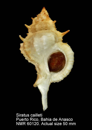 Siratus cailleti (2).jpg - Siratus cailleti(Petit,1856)